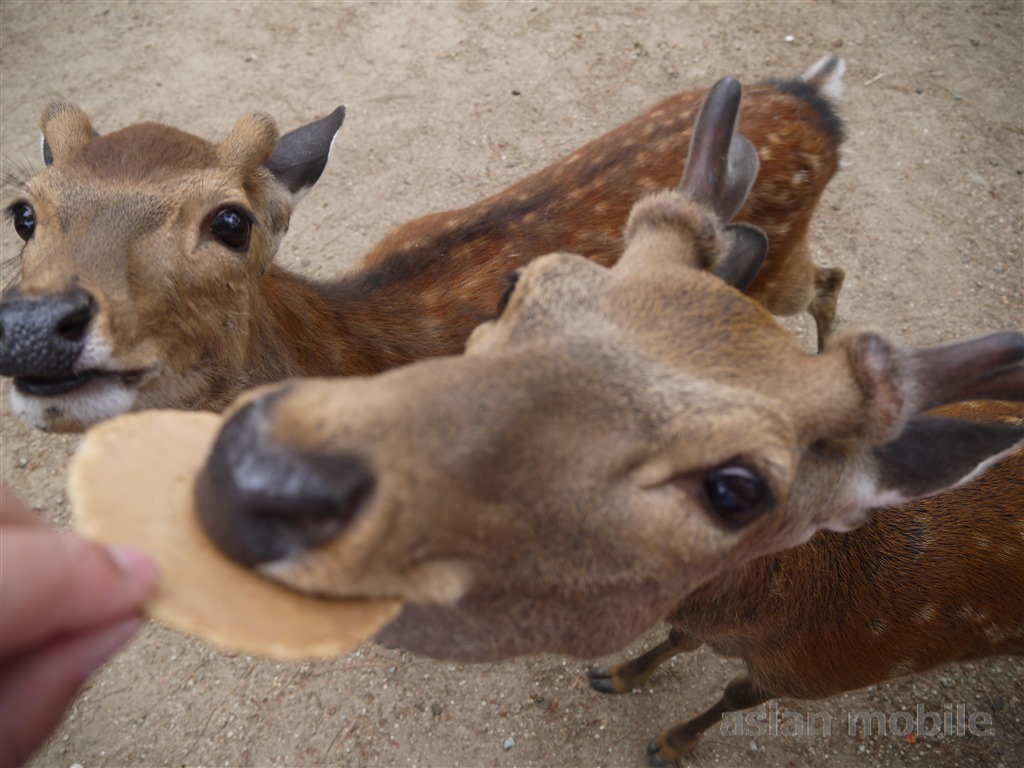 奈良公園に行って 可愛い鹿に鹿せんべいをあげてきた アジア旅行とモバイルとネコの情報サイト
