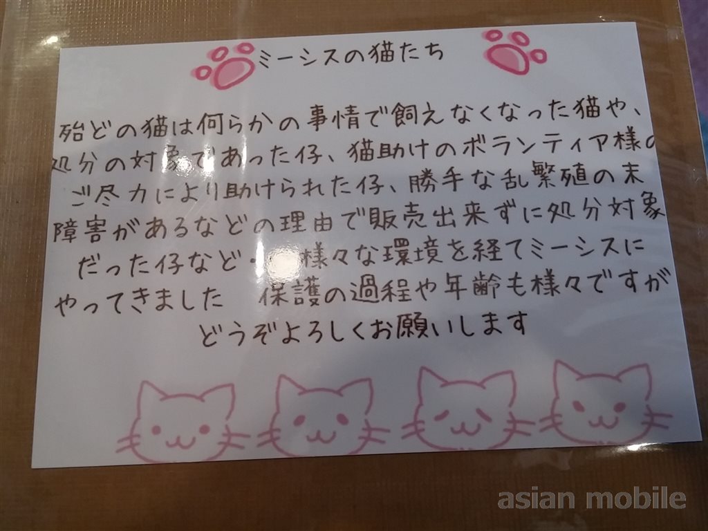 横浜関内にある猫カフェ ミーシス でぬくぬくのホットカーペット アジア旅行とモバイルとネコの情報サイト