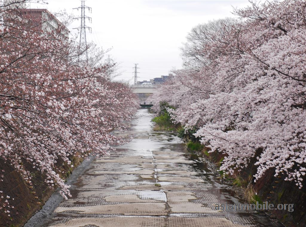 地元民しか知らないの 東京都町田市にある恩田川の約400本の桜回廊 17 アジア旅行とモバイルとネコの情報サイト